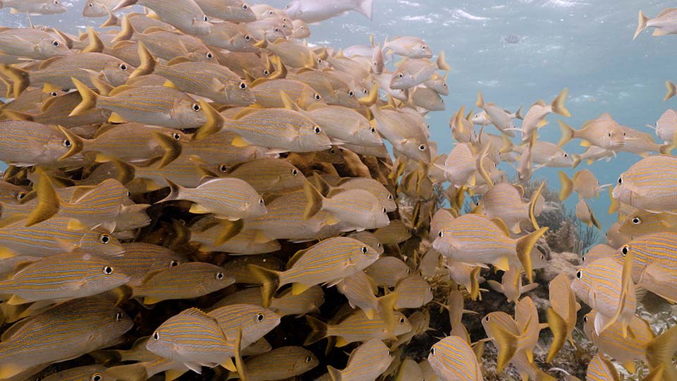 ImpactTheme2_960x540